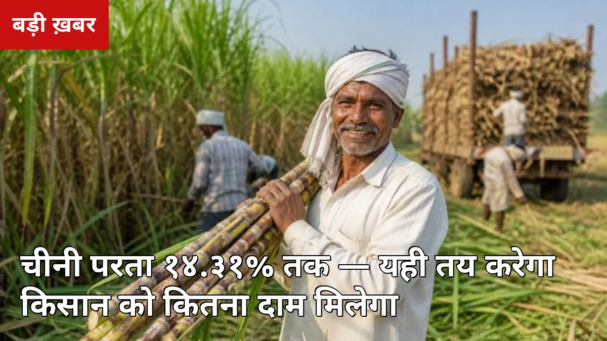 ₹365 एफआरपी के ऊपर ₹3.56 प्रति क्विंटल बोनस: चीनी परता (पोल प्रतिशत) का पूरा गणित, नई किस्मों के आंकड़े क्या कहते हैं