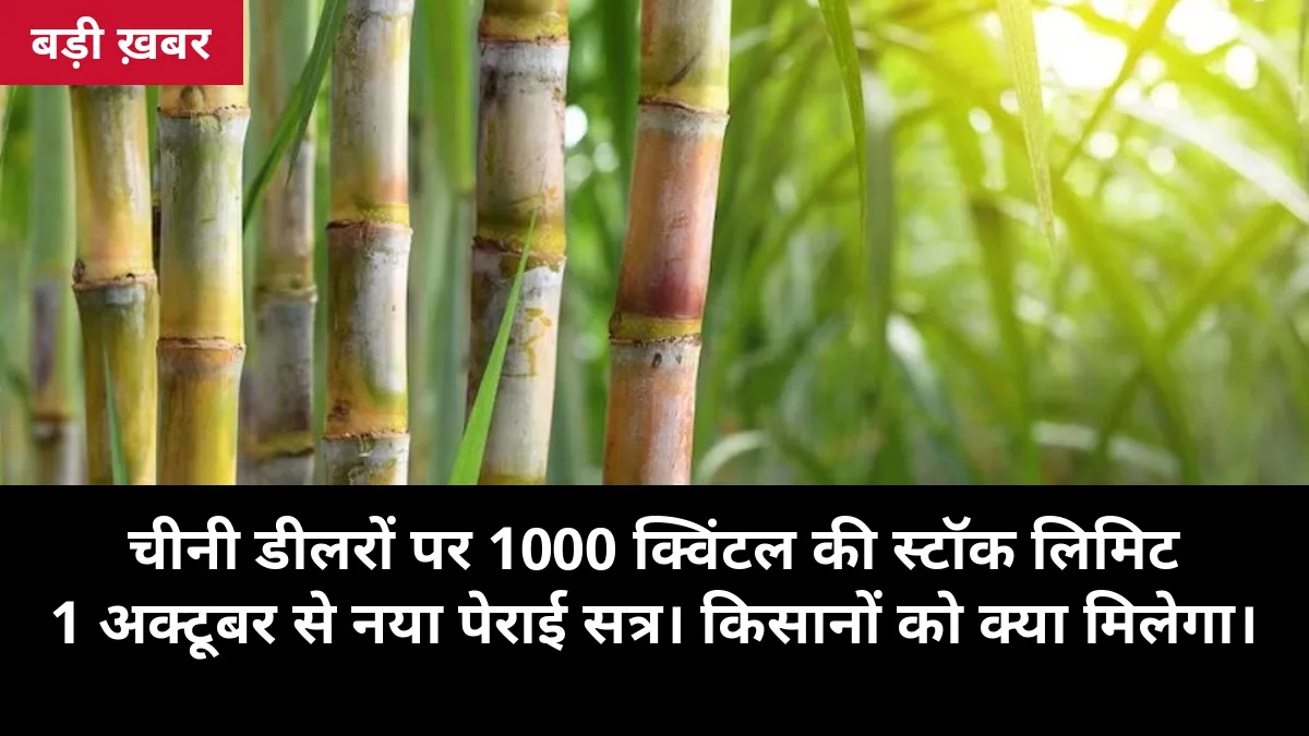 15 अक्टूबर से चीनी डीलरों पर 1,000 क्विंटल की स्टॉक लिमिट: 15% गिरी खुदरा कीमतें, गन्ना किसानों को नए सीजन में ₹365 का एफआरपी
