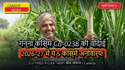गन्ना किस्म Co-0238 की विदाई: 86 से 29 प्रतिशत पर सिमटा रकबा, 2026-27 में ये 5 किस्में होंगी अनिवार्य