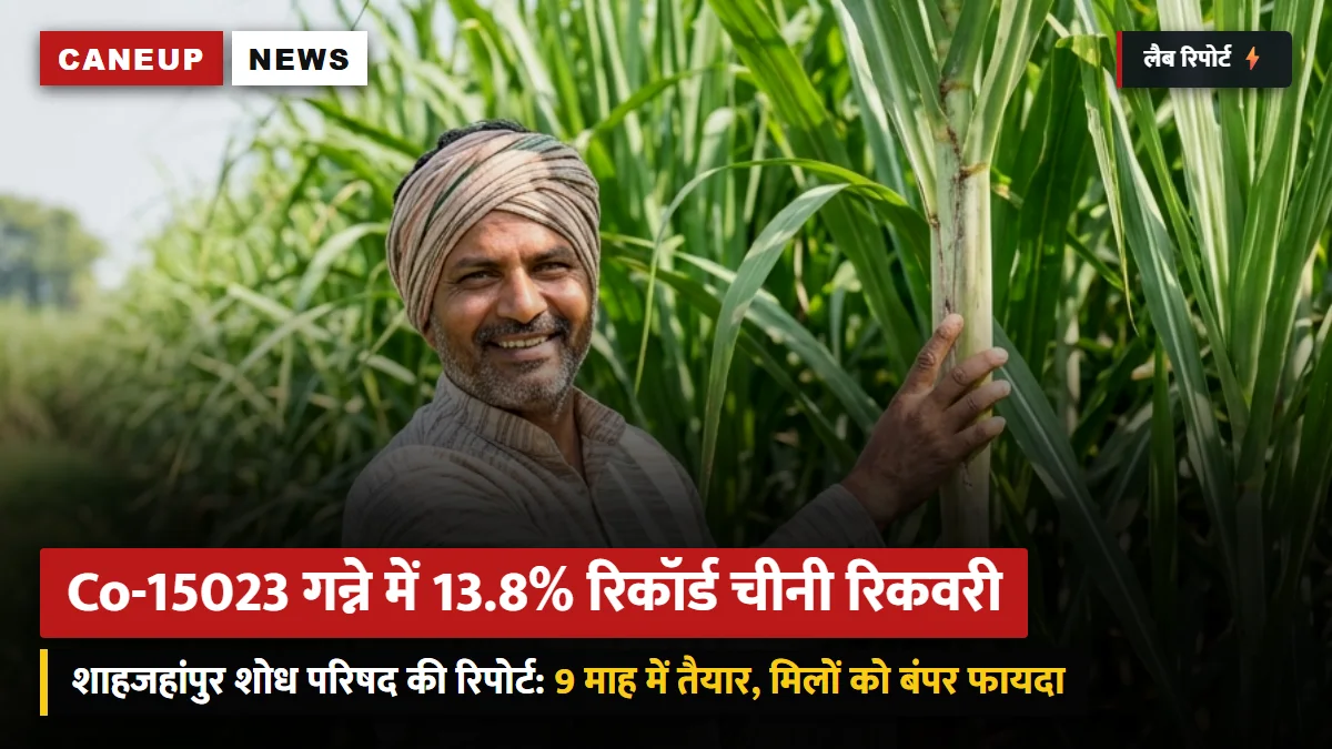 शाहजहांपुर शोध परिषद की लैब रिपोर्ट: नई अगेती किस्म Co-15023 में 13.8% रिकॉर्ड शर्करा — 9 महीने में पककर तैयार, मिलों को बंपर फायदा