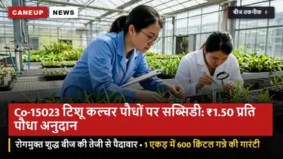 Co-15023 टिशू कल्चर पौधों पर सब्सिडी: ₹1.50 प्रति पौधा सरकारी अनुदान — 1 एकड़ में 600 क्विंटल गन्ने की गारंटी, रोगमुक्त शुद्ध बीज