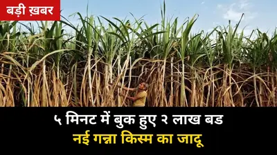 5 मिनट में बुक हुए 2 लाख सिंगल बड: को.शा. 23232 को किसानों ने हाथों-हाथ लिया, बीज न मिले तो फरवरी में मिलेगा मौका