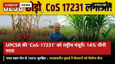 UPCSR की नई गन्ना किस्म 'CoS-17231' को राष्ट्रीय मंजूरी: 14% चीनी रिकवरी — लाल सड़न से 100% सुरक्षित, शरद बुवाई में मिलेगा बीज