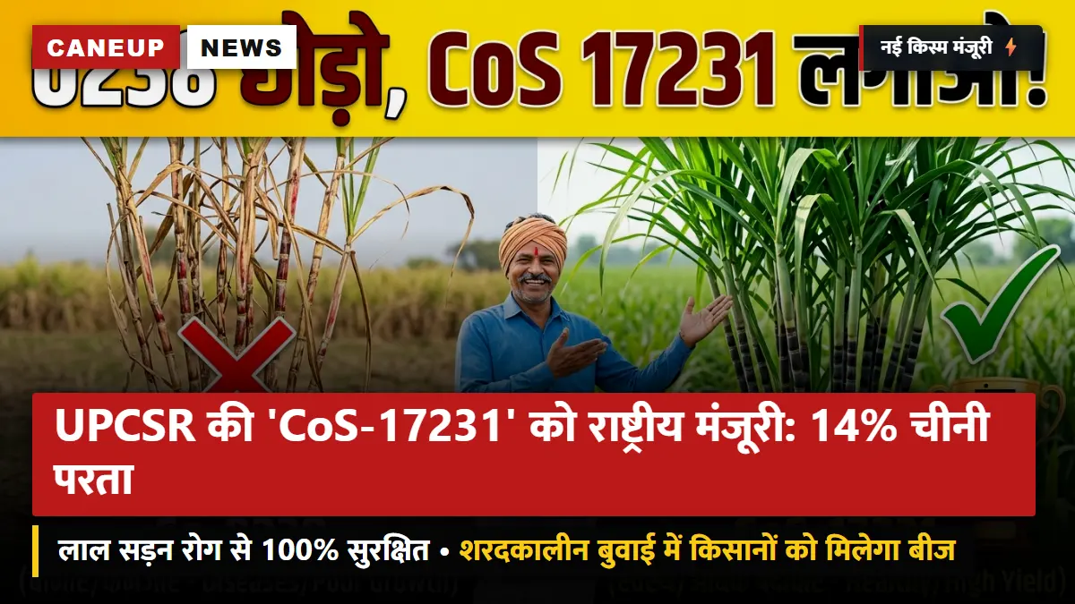 UPCSR की नई गन्ना किस्म 'CoS-17231' को राष्ट्रीय मंजूरी: 14% चीनी रिकवरी — लाल सड़न से 100% सुरक्षित, शरद बुवाई में मिलेगा बीज