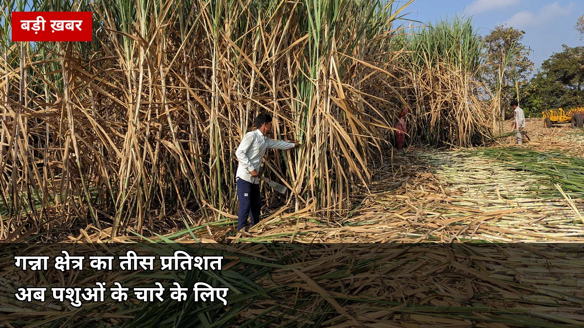 धाराशिव में सूखे से जूझते पशुओं के लिए बड़ा फैसला: 30% गन्ना क्षेत्र चारे के लिए आरक्षित, मिलों को हाथ से कटाई का आदेश