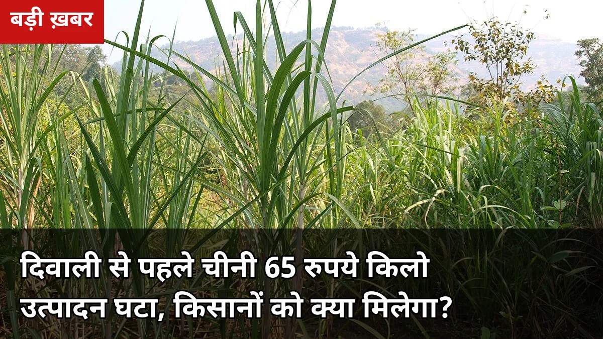 दिवाली से पहले चीनी 65 रुपये किलो तक: उत्पादन अनुमान घटकर 30.6 मिलियन टन, गन्ना किसानों पर क्या असर?