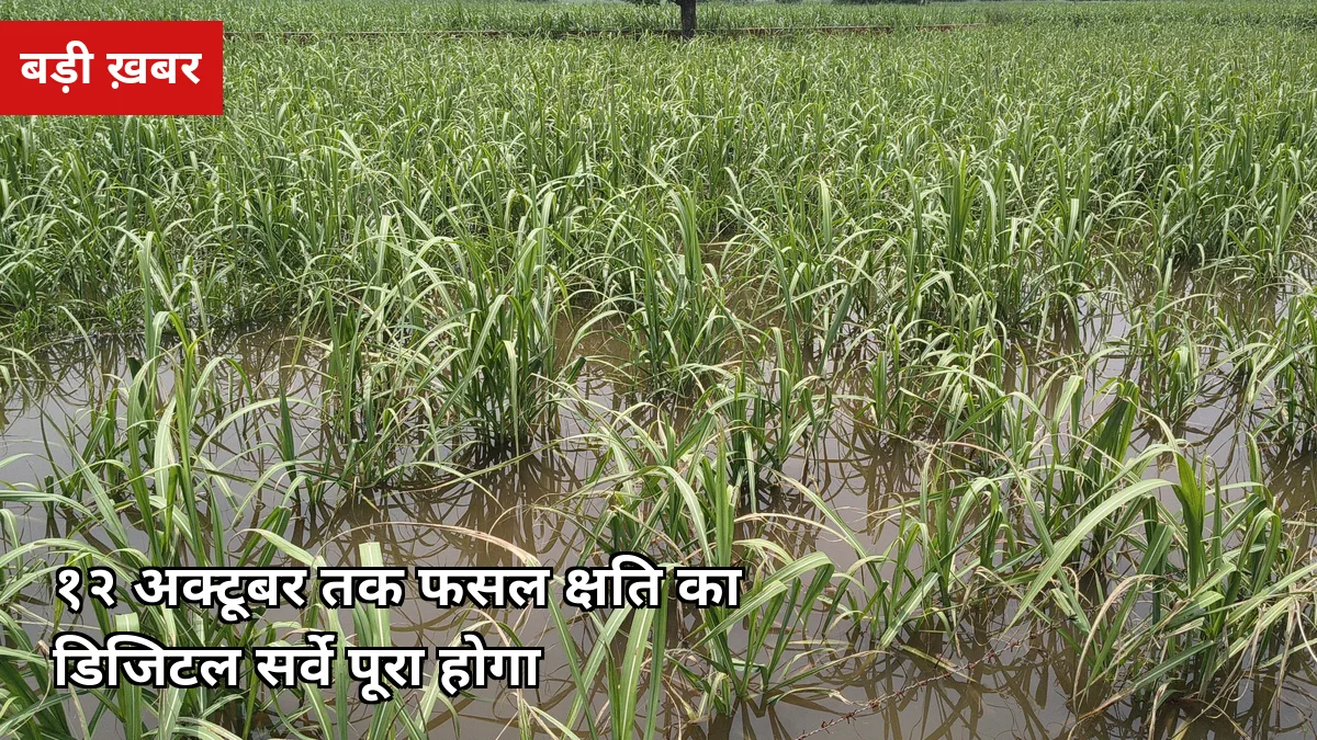 12 अक्टूबर से पहले कराएं फसल का डिजिटल सर्वे: बारिश-बाढ़ में डूबे गन्ने की भरपाई का आदेश, ये कागजात तैयार रखें