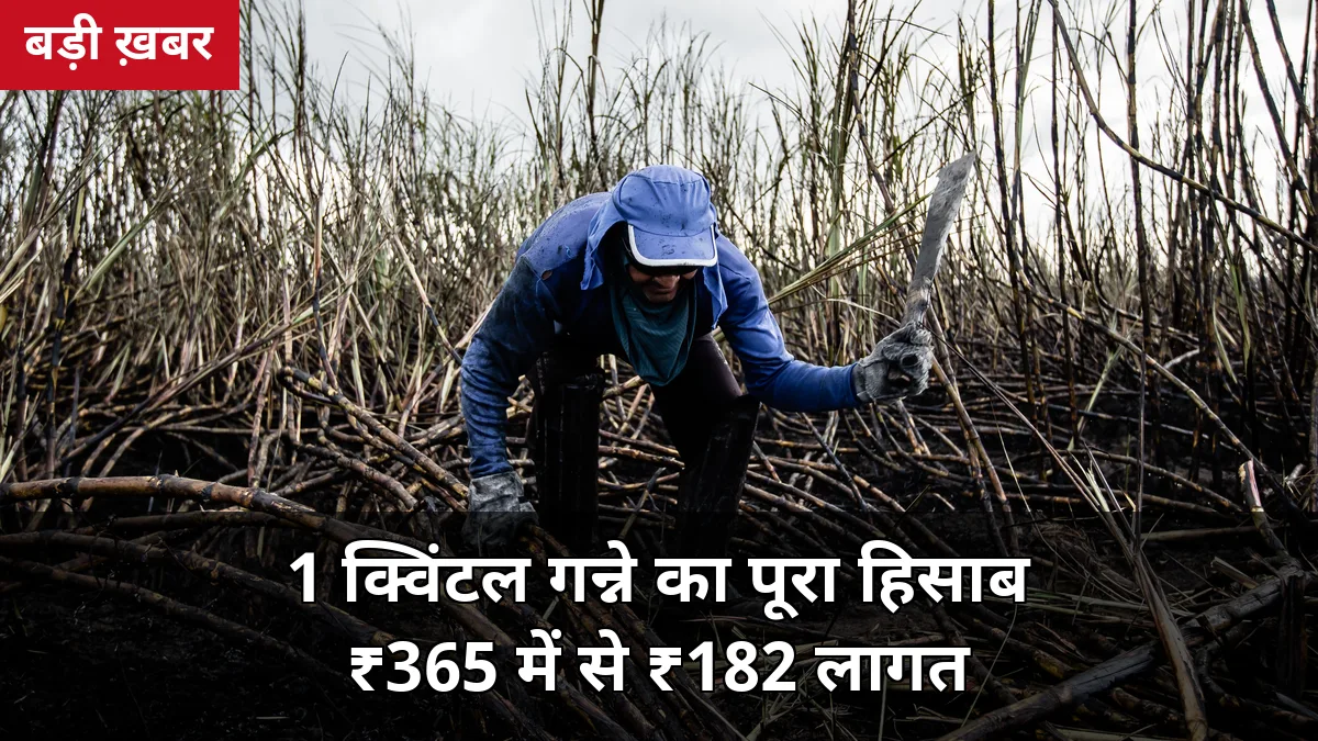 ₹365 में से ₹182 लागत: 1 क्विंटल गन्ने पर किसान को कितना बचता है? पेराई सत्र 2026-27 का पूरा हिसाब-किताब