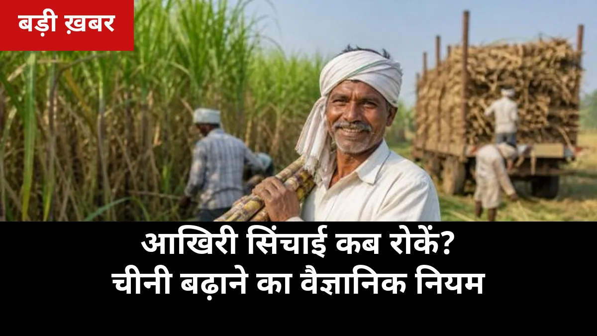 पेराई से 20 दिन पहले सिंचाई बंद कर दीजिए: गन्ने में चीनी बढ़ाने का वैज्ञानिक नियम, हर किसान को जानना चाहिए