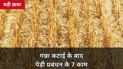 गन्ना कटाई के बाद ये 7 काम करना न भूलें, वरना पेड़ी की पैदावार आधी रह जाएगी: एक्सपर्ट गाइड