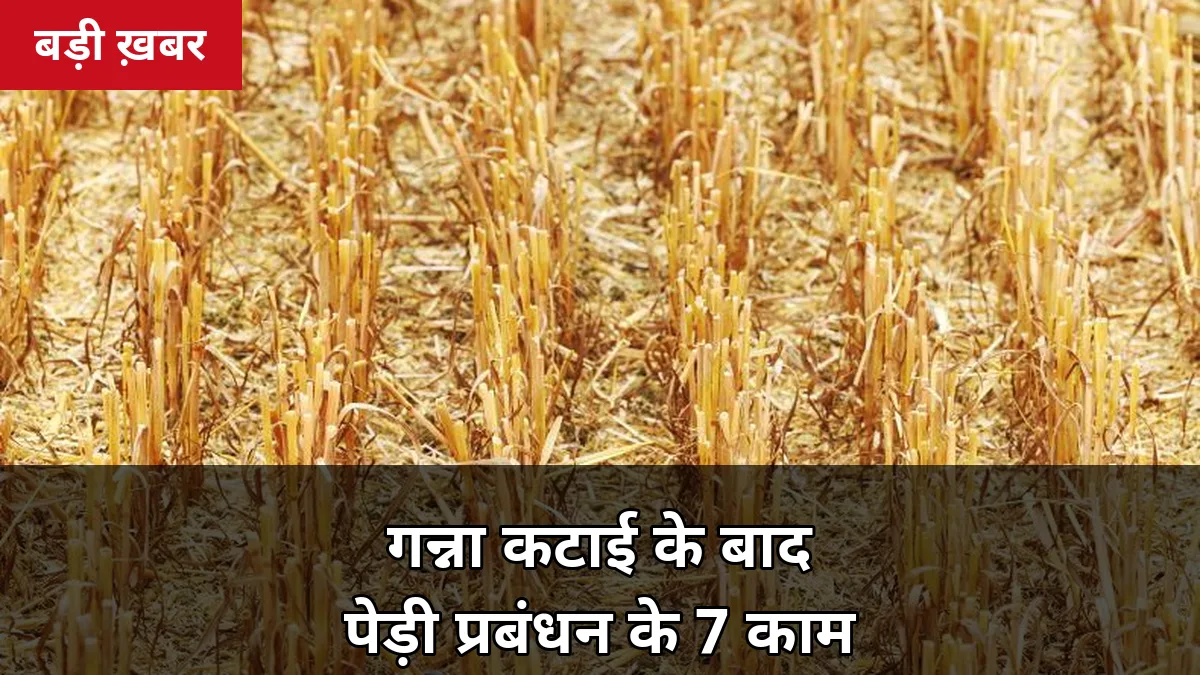 गन्ना कटाई के बाद ये 7 काम करना न भूलें, वरना पेड़ी की पैदावार आधी रह जाएगी: एक्सपर्ट गाइड
