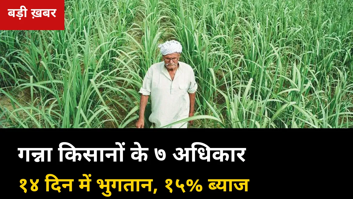 पेराई 20 अक्टूबर से पहले जान लें: गन्ना किसानों के 7 कानूनी अधिकार — 14 दिन में भुगतान, 15% ब्याज और शिकायत का रास्ता
