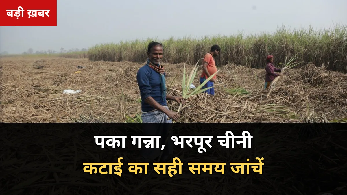 20 अक्टूबर से पेराई शुरू होने वाली है: गन्ना पका है या कच्चा? 6 वैज्ञानिक निशानों से जांचें, चीनी और वजन दोनों बढ़ेगी