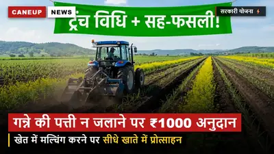 गन्ने की पत्ती न जलाने वाले किसानों को 1000 रुपये प्रति एकड़ अनुदान, मल्चिंग से जैविक खाद बनाने का अभियान