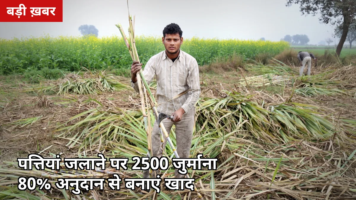 गन्ने की पत्तियां जलाने पर ₹2500/हेक्टेयर जुर्माना, सरकार दे रही 80% अनुदान — CRM योजना से पत्तियां बनेंगी कमाई
