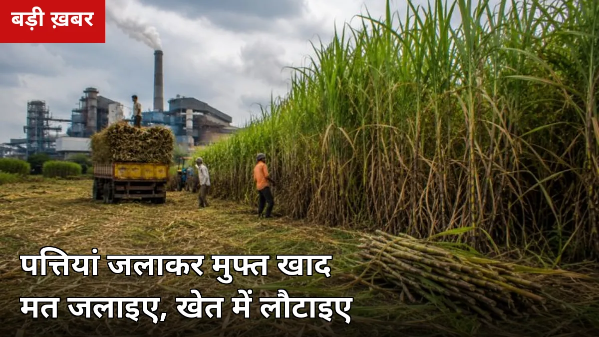पत्तियां जलाकर मुफ्त खाद मत जलाइए: पेराई सीजन में 3 आसान तरीकों से गन्ने की पत्तियों से बनाएं जैविक खाद