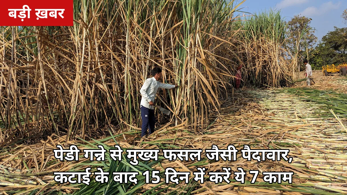 कटाई के बाद खेत खाली मत छोड़िए: पेडी गन्ने से मुख्य फसल जैसी पैदावार, 15 दिन में करें ये 7 काम, बुआई का खर्च बचेगा