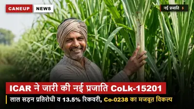 गन्ना किसानों को बड़ा तोहफा — ICAR ने अधिसूचित की नई लाल सड़न रोधी प्रजाति CoLk-15201 (इक्षु-7)