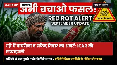 उमस व बारिश के बाद गन्ने में पायरीला और सफेद गिडार का प्रकोप: ICAR-IISR की एडवाइजरी — परजीवी कीट 'एपिरीकैनिया' से जैविक नियंत्रण