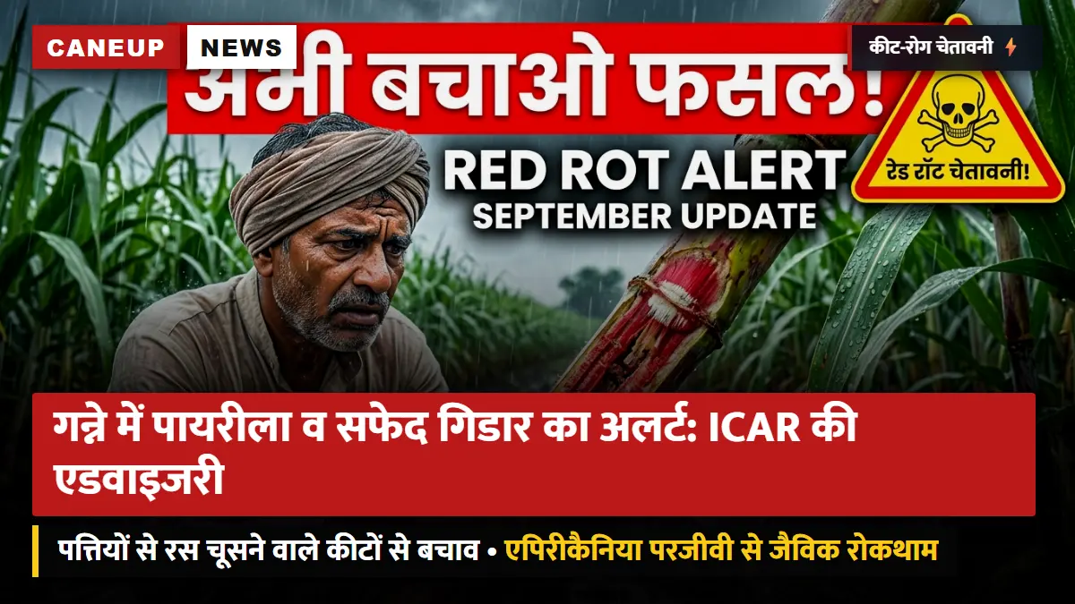 उमस व बारिश के बाद गन्ने में पायरीला और सफेद गिडार का प्रकोप: ICAR-IISR की एडवाइजरी — परजीवी कीट 'एपिरीकैनिया' से जैविक नियंत्रण