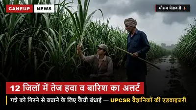 पश्चिमी यूपी के 12 जिलों में 13-14 सितंबर को भारी बारिश व तेज हवा का अलर्ट — गन्ने को गिरने से बचाने के लिए तुरंत करें 'कैंची बंधाई'