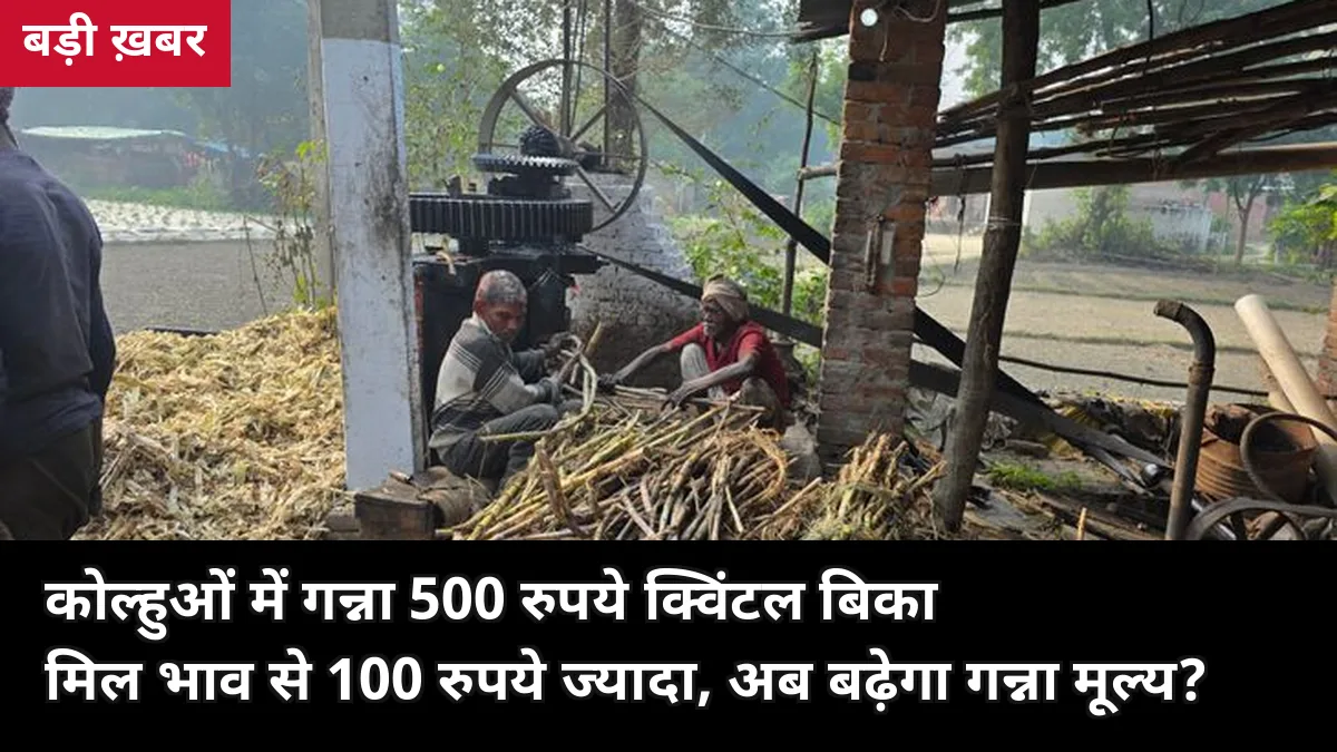 कोल्हुओं में गन्ना 500 रुपये क्विंटल बिका, मिल भाव से 100 रुपये ज्यादा — चुनावी साल में क्या SAP बढ़ाएगी योगी सरकार?