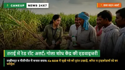 लखीमपुर व पीलीभीत में रेड रॉट का प्रकोप — गन्ना शोध केंद्र गोला गोकर्णनाथ ने जारी की आपात एडवाइजरी: फसल बचाने के 3 त्वरित उपाय