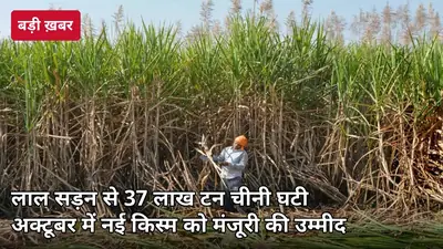 लाल सड़न ने यूपी की चीनी 126.4 से घटाकर 89.5 लाख टन की: अक्टूबर में नई किस्म को-20016 (करण-20) को मंजूरी का रास्ता साफ