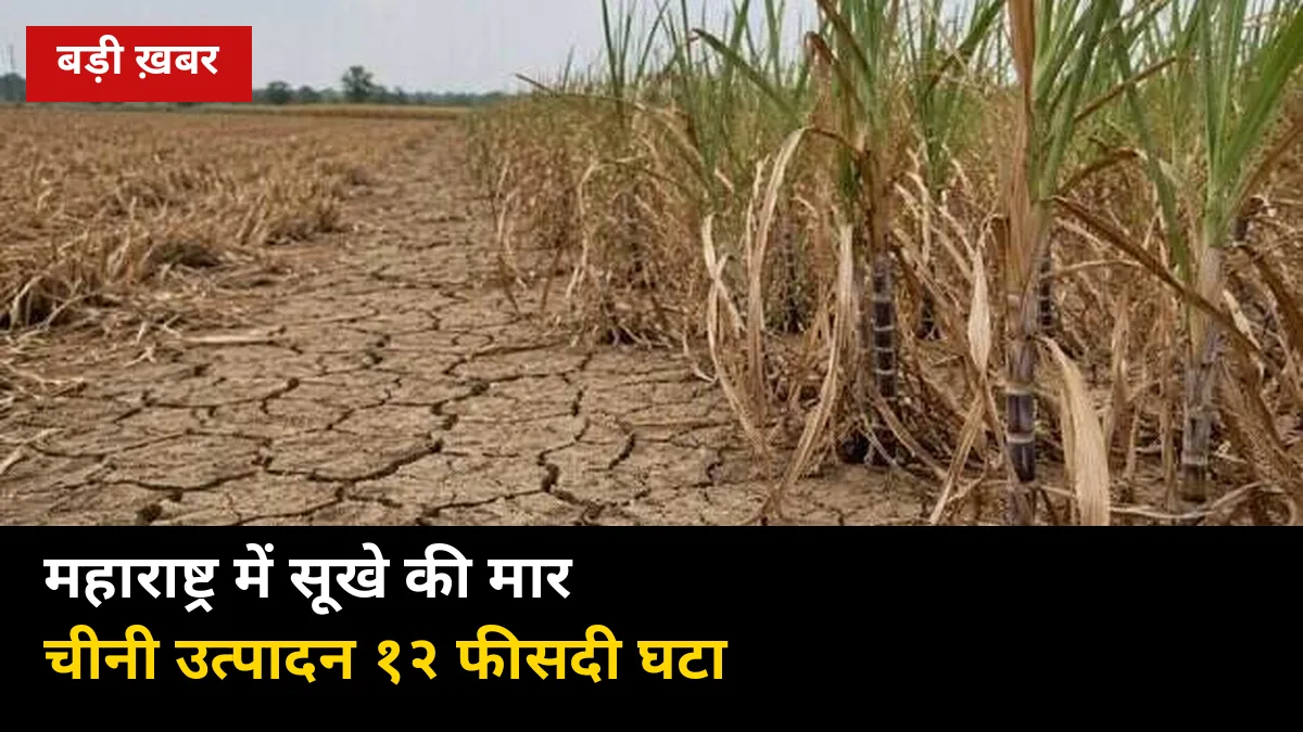 महाराष्ट्र में सूखे से चीनी उत्पादन 12% घटा — 90.18 लाख टन पर आया अनुमान, यूपी के गन्ना किसानों के लिए क्या मतलब है