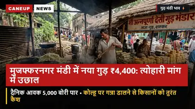 मुजफ्फरनगर मंडी में नया गुड़ ₹4,400 प्रति क्विंटल: त्योहारी मांग में भारी उछाल — कोल्हू पर गन्ना डालने से किसानों को तुरंत कैश