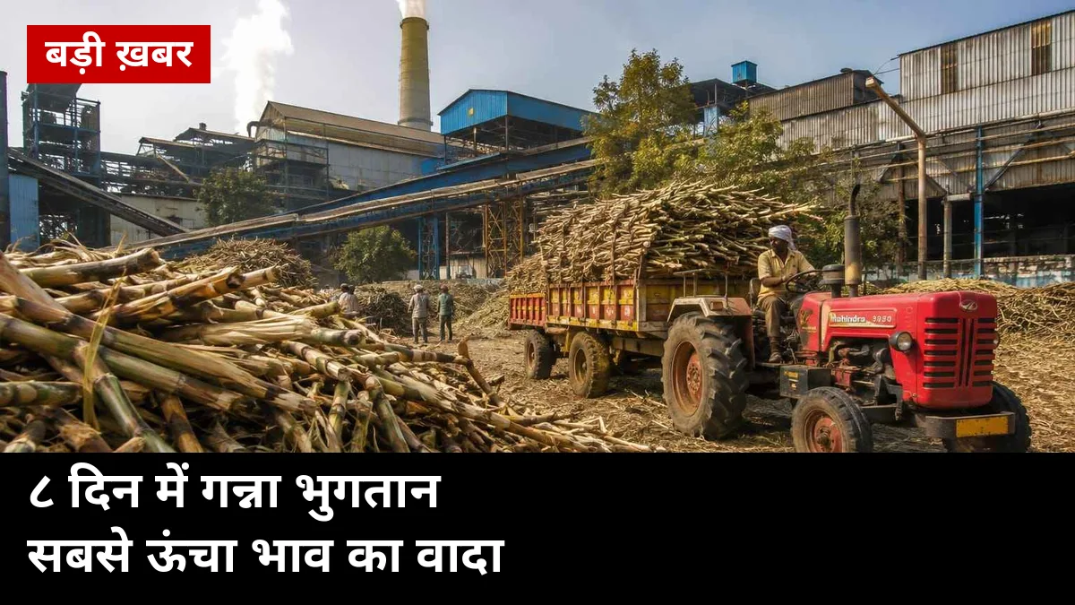 8 दिन में गन्ना भुगतान, जिले में सबसे ऊंचा भाव: ओंकार शुगर की दिवाली घोषणा से यूपी किसानों को क्या सीख?