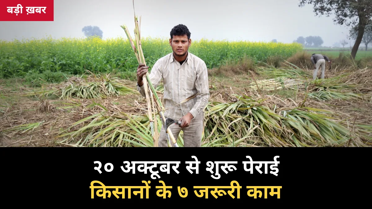 20 अक्टूबर से 10 दिन पहले शुरू होगी पेराई: गन्ना किसान आज ही निपटा लें ये 7 काम, वरना फंसेगा गन्ना और अटकेगा भुगतान