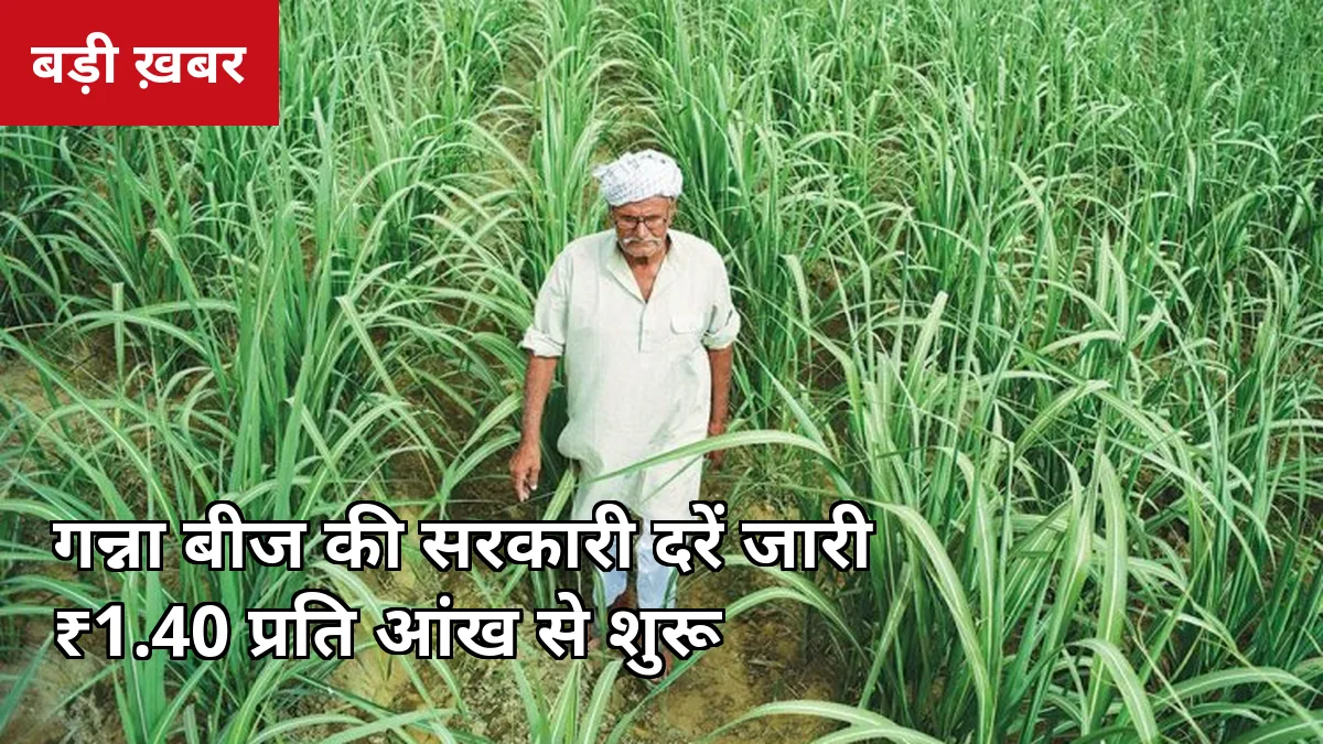 ₹1.40 प्रति आंख पर मिलेगा नई किस्म का गन्ना बीज: पीलीभीत में सरकारी दरें जारी, मिनी सीड किट की बुकिंग भी शुरू