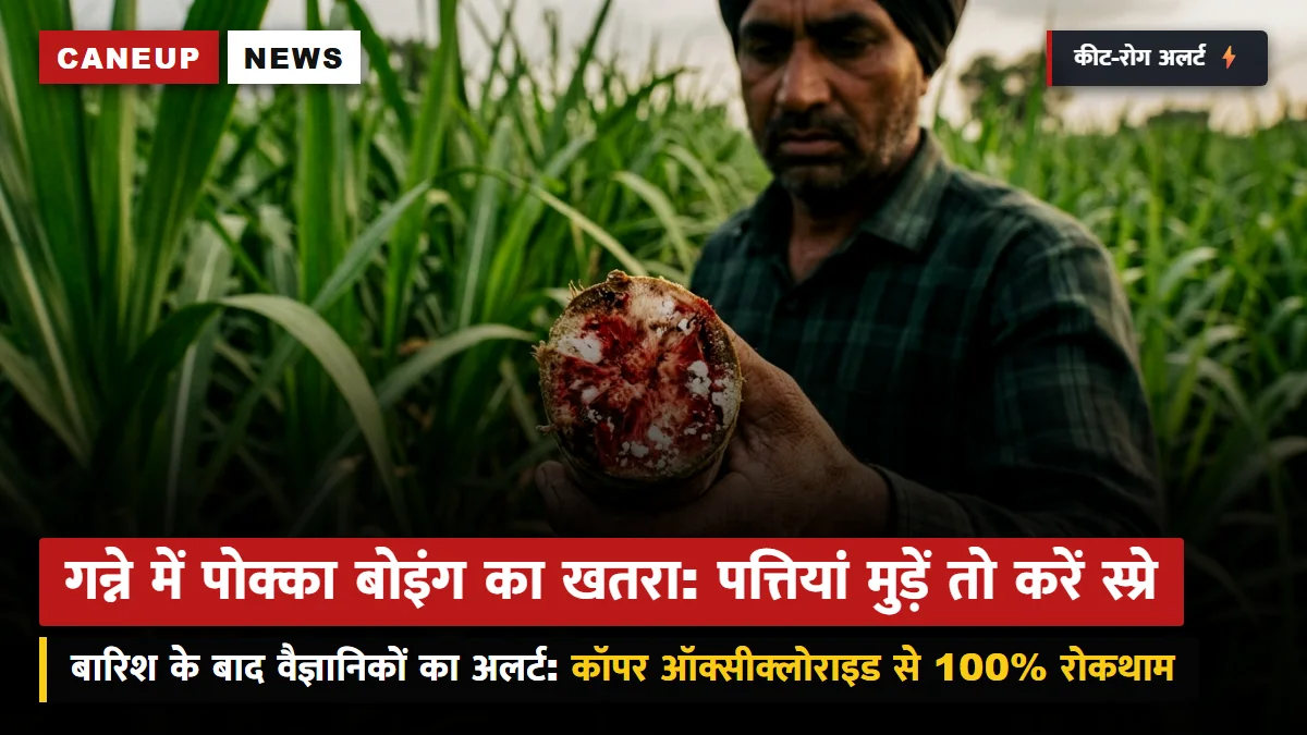 बारिश के बाद गन्ने में पोक्का बोइंग व चोटी बेधक का खतरा: पत्तियां मुड़कर काली पड़ने पर करें कॉपर ऑक्सीक्लोराइड का स्प्रे — वैज्ञानिकों की सलाह