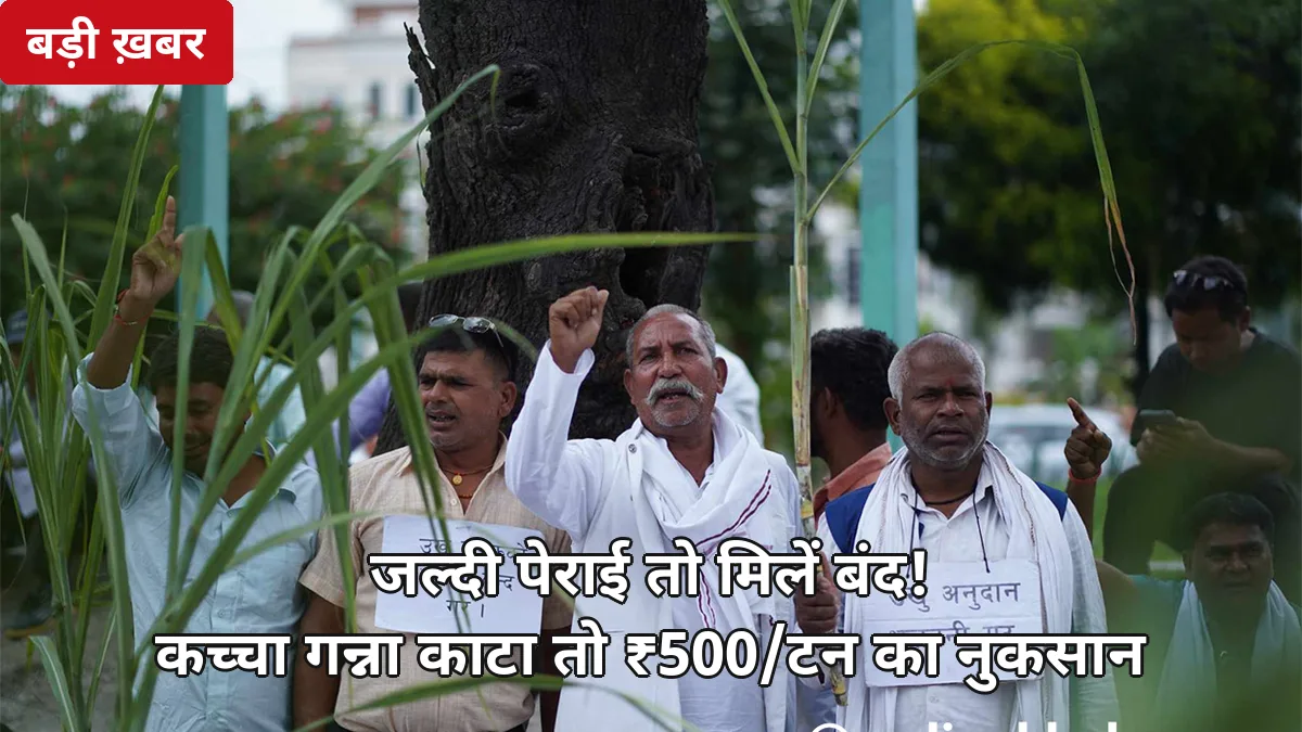 15 अक्टूबर से जल्दी पेराई तो मिलें बंद! राजू शेट्टी की कटका-बंद चेतावनी, कच्चे गन्ने से ₹500/टन नुकसान