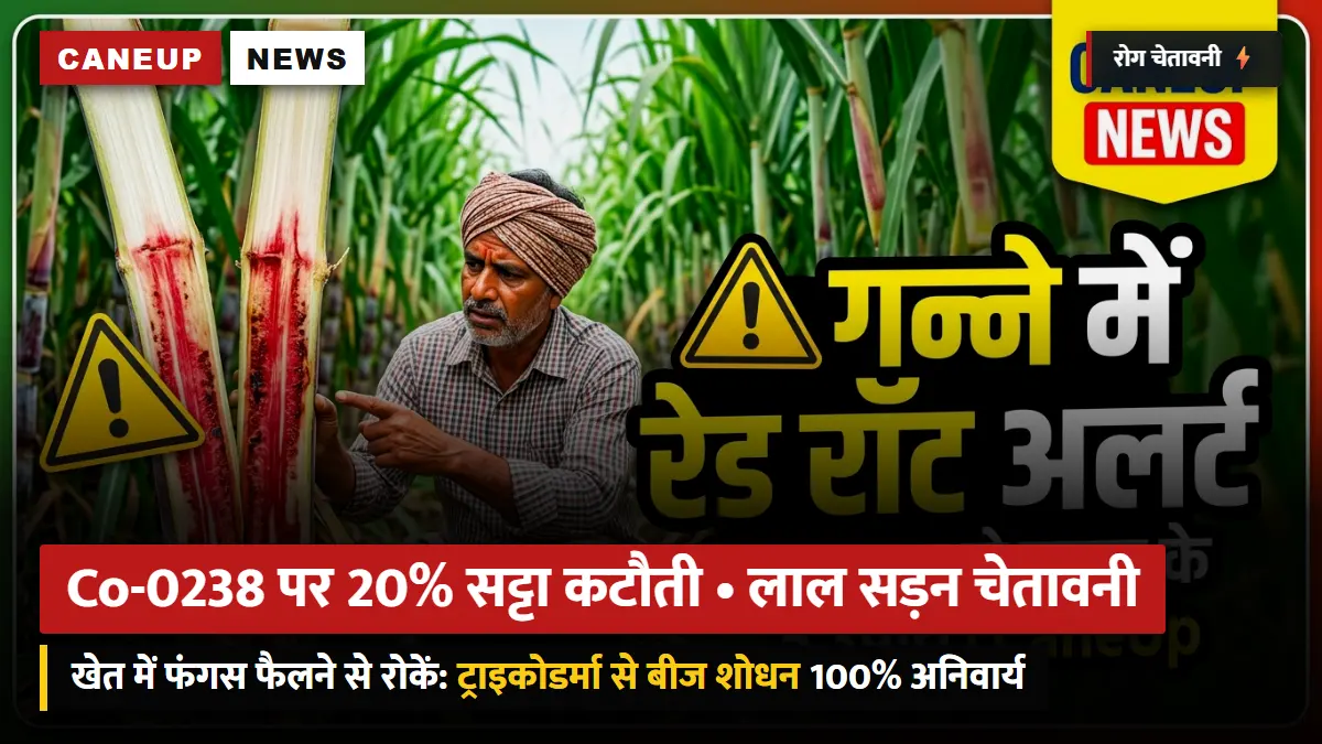 Co-0238 प्रजाति के सट्टे पर 20% कटौती का नियम: लाल सड़न (Red Rot) प्रभावित खेतों के लिए ट्राइकोडर्मा अनिवार्य — वैज्ञानिकों की 5 बड़ी सलाह