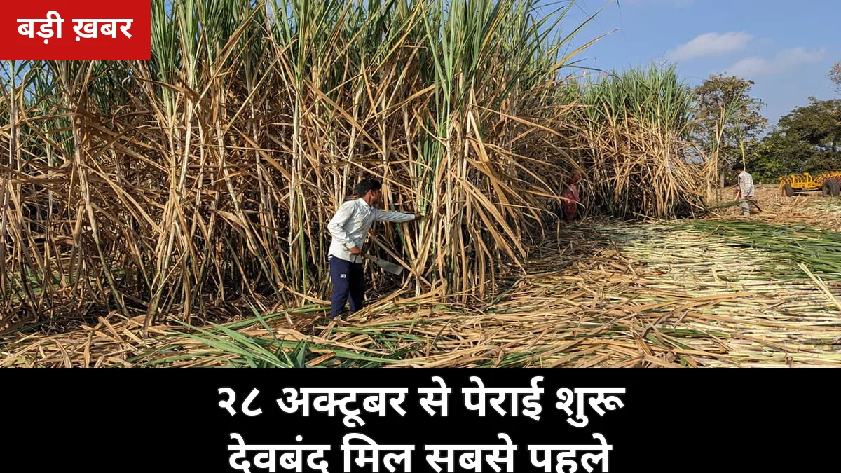 २८ अक्टूबर से गन्ना पेराई शुरू: सहारनपुर की देवबंद मिल सबसे पहले चलेगी, जानें 8 मिलों का पूरा शेड्यूल