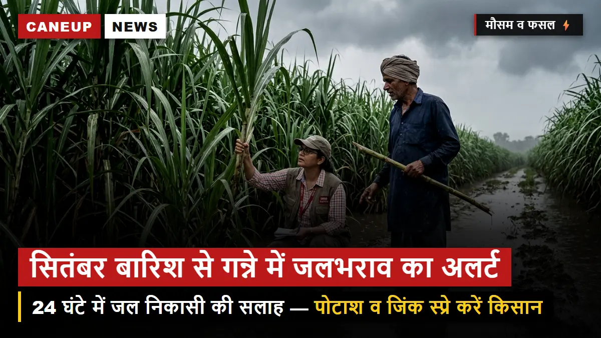 सितंबर की भारी बारिश से गन्ने में जलभराव का खतरा — गन्ना अनुसंधान परिषद ने जारी की जल निकासी व पोटाश स्प्रे एडवाइजरी