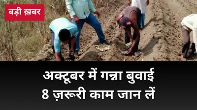 15 अक्टूबर से शुरू होगी शरदकालीन गन्ना बुवाई: 8 काम आज से कर लें, बीज दर से पहली सिंचाई तक पूरी गाइड