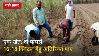 एक खेत, दो फसलें: 4 फीट ट्रेंच विधि से गन्ने के साथ 16-18 क्विंटल गेहूं अतिरिक्त पाएं