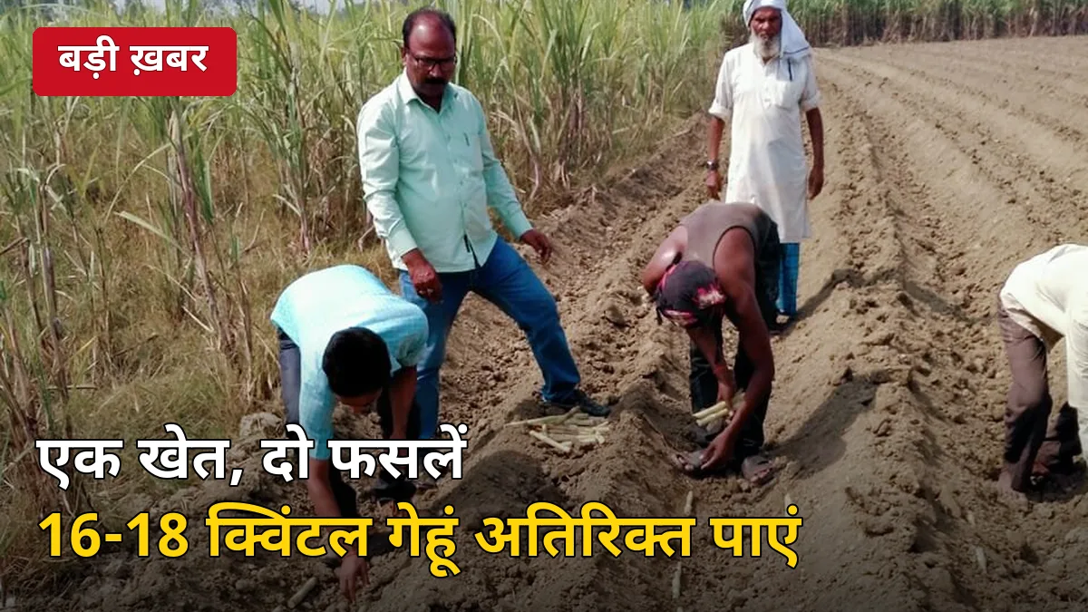 एक खेत, दो फसलें: 4 फीट ट्रेंच विधि से गन्ने के साथ 16-18 क्विंटल गेहूं अतिरिक्त पाएं