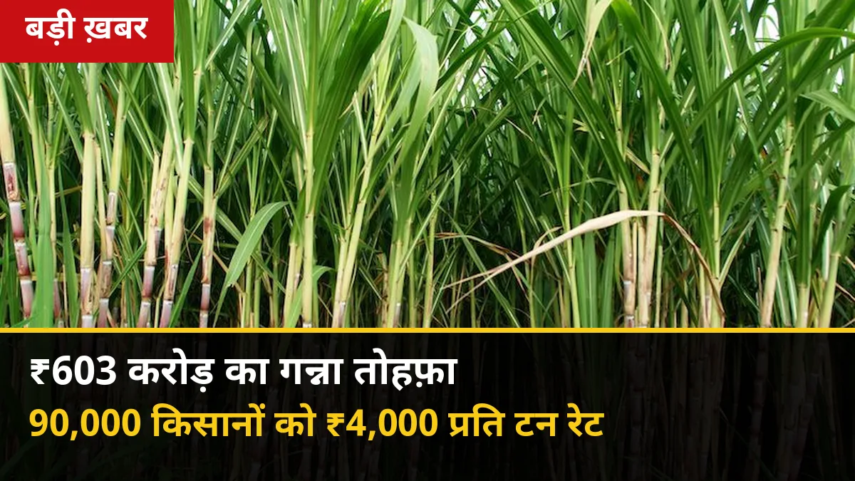 ₹603 करोड़ का गन्ना तोहफ़ा: तमिलनाडु में 90,000 किसानों को दीपावली से पहले ₹4,000 प्रति टन रेट — यूपी की मांग ₹600