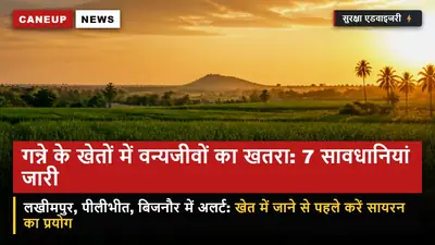 लखीमपुर, पीलीभीत और बिजनौर के गन्ने के खेतों में बाघ-गुलदार का खतरा: वन विभाग ने जारी की 7 सावधानियां — समूह में जाएं खेत, बजाएं सायरन