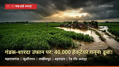 नेपाल की बाढ़ से यूपी के तराई गन्ना बेल्ट में हाहाकार — गंडक-शारदा के उफान से 40,000 हेक्टेयर फसल डूबी, रेड रॉट का हाई अलर्ट!