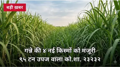 गन्ने की 4 नई किस्मों को मिली मंजूरी: 95.56 टन उपज वाला को.शा. 23232 बना को.0238 का विकल्प — लाल सड़न से सुरक्षित