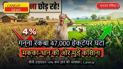 यूपी में गन्ने का रकबा 47,000 हेक्टेयर घटा, मक्का और धान की ओर मुड़े किसान