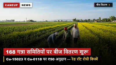 168 गन्ना समितियों पर शरदकालीन बीज वितरण शुरू — Co-15023 व Co-0118 पर ₹50/क्विंटल अनुदान