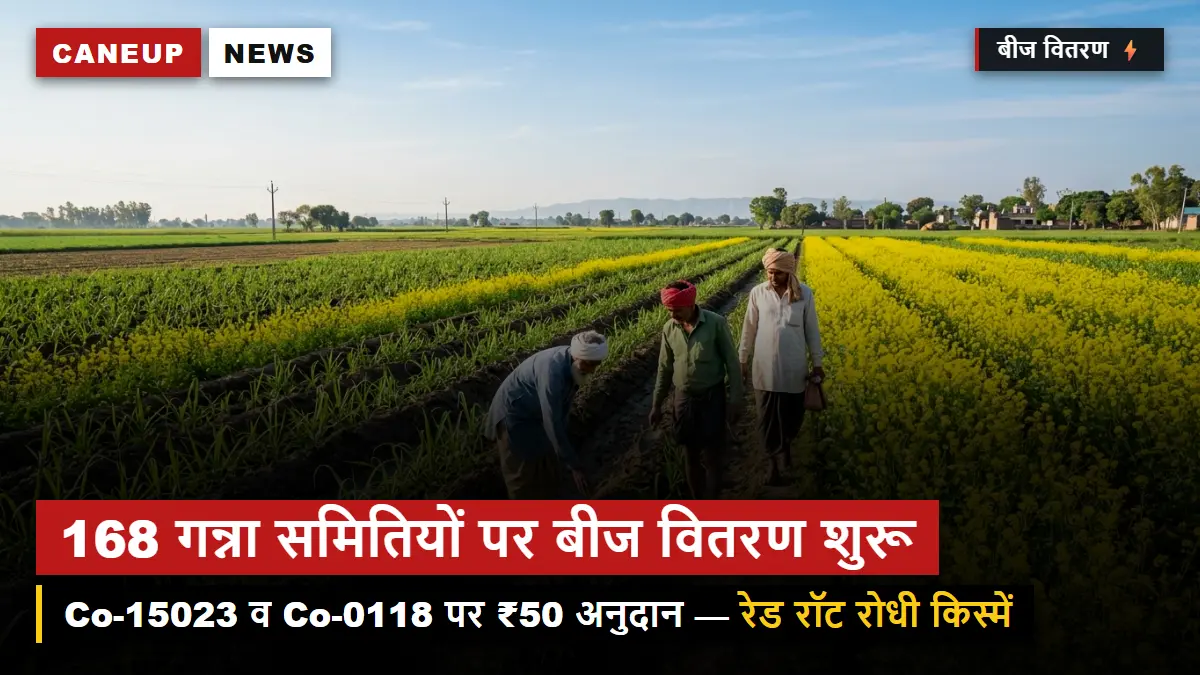 168 गन्ना समितियों पर शरदकालीन बीज वितरण शुरू — Co-15023 व Co-0118 पर ₹50/क्विंटल अनुदान