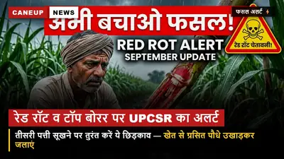 गन्ने में रेड रॉट और टॉप बोरर पर UPCSR का 'येलो अलर्ट' — तीसरी-चौथी पत्ती सूखने पर तुरंत करें ये 2 उपाय, 50% तक बच जाएगी फसल