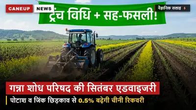 गन्ना शोध परिषद की सितंबर एडवाइजरी — पोटाश व जिंक के छिड़काव से 0.5% बढ़ेगी चीनी रिकवरी